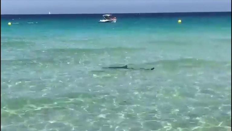 The shark was filmed by the local lifeguards
