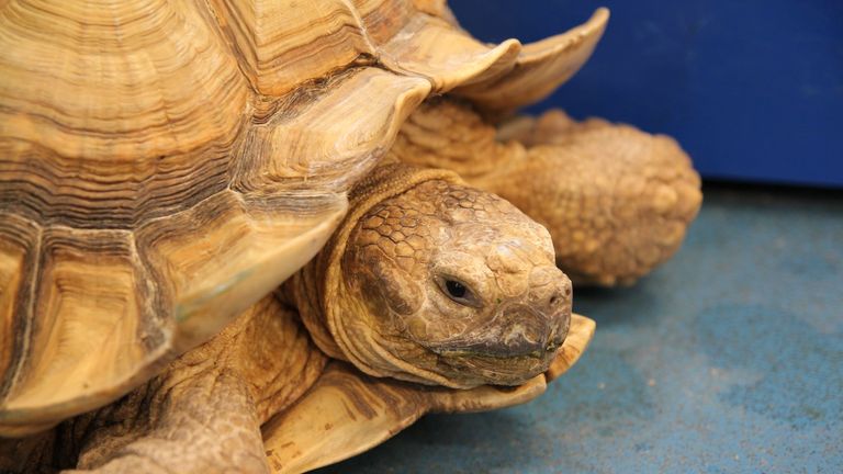 The four tortoises are between 11 and 24 years old. Pic: Dorset Police