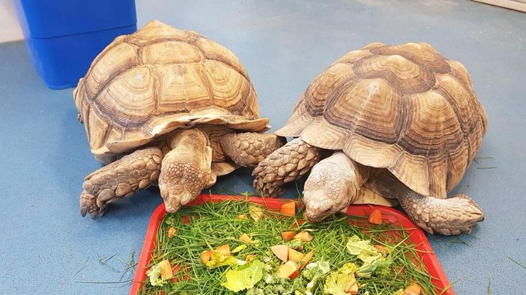 Tortoises are sometimes referred to as land turtles. Pic: Dorset police