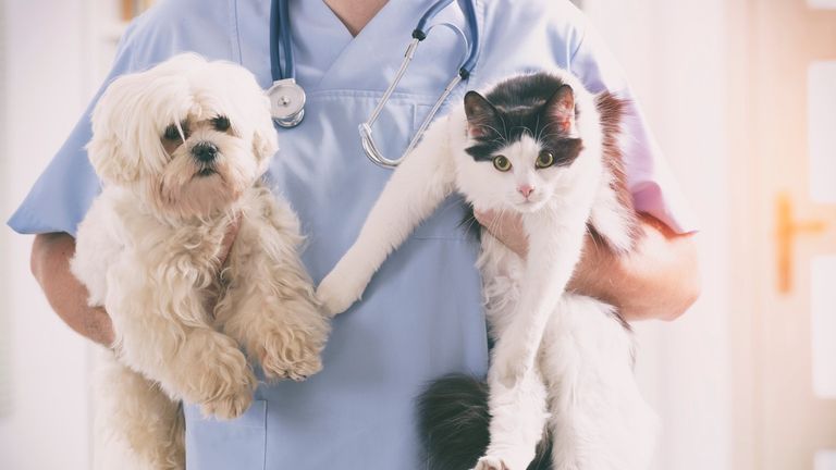 Vet with dog and cat in his hands