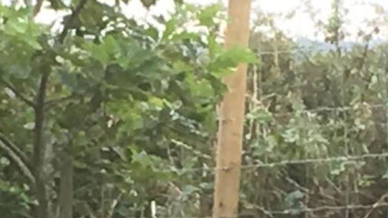 Wallaby escapes hours after arriving at Filey Bird Garden and Animal Park | UK News | Sky News Wallaby escapes hours after arriving at Filey Bird Garden and Animal Park | UK News | Sky News