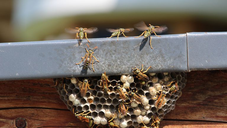 Wasps nests could become larger as the hot weather continues