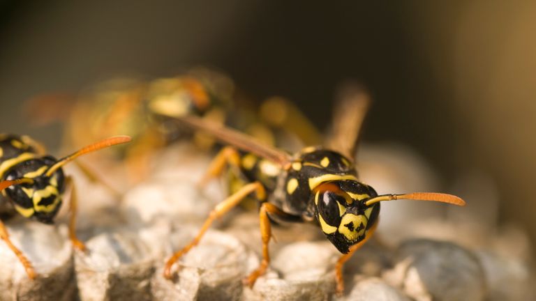 The wasps go in search for sugar when their queens go into hibernation