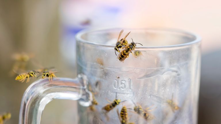 Wasps have been ruining outdoor activities for many this year