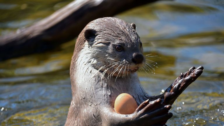 A smooth-coated otter plays in a pool to cool off at the zoo in La Fleche, north-western France

