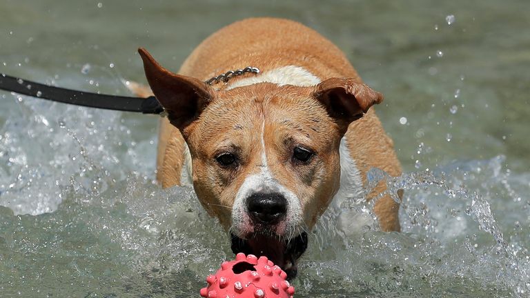 A dog jumps for a ball in a public fountain in Vienna, Austria