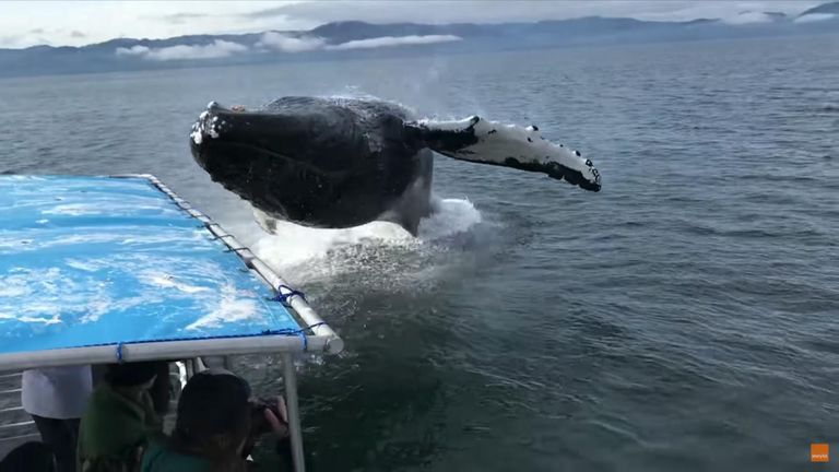 Humpback soaks Alaska whale watchers during close encounter