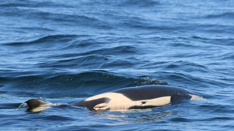 The animal died shortly after it was born. Pic: Dave Ellifrit, Center for Whale Research