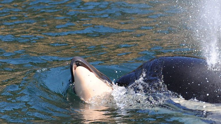 Researchers are worried about the mother&#39;s wellbeing. Pic: Michael Weiss, Center for Whale Research 
