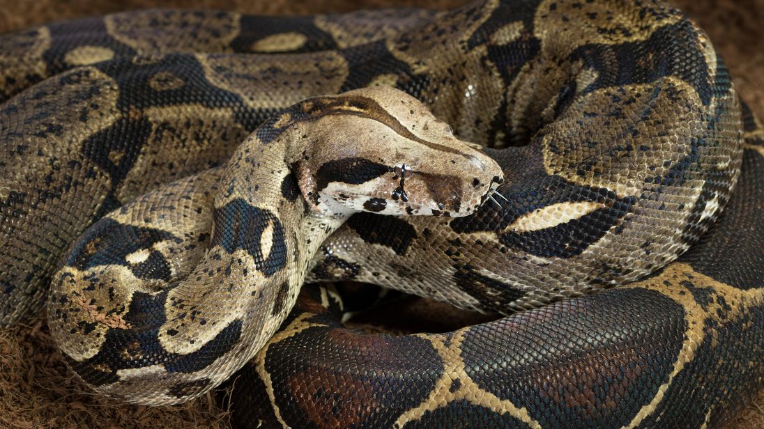 Six Foot Boa Constrictor On The Loose In Essex   Skynews Boa Constrictor Essex 4409897 