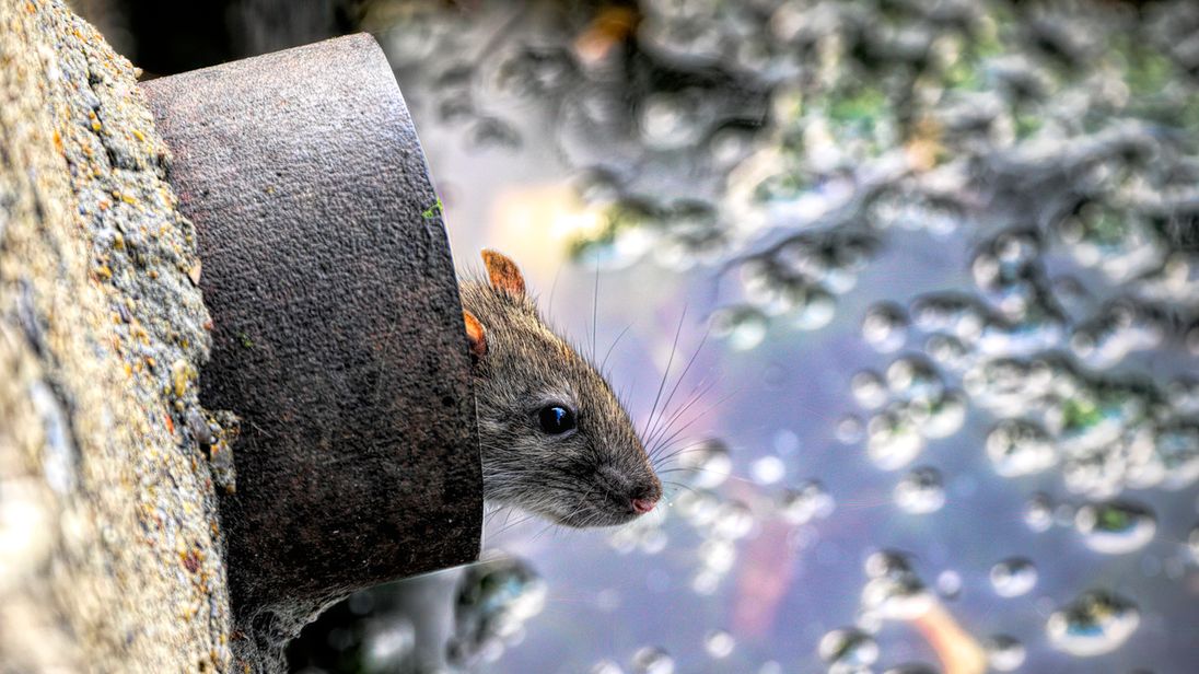 First case of rat hepatitis found in Hong Kong man