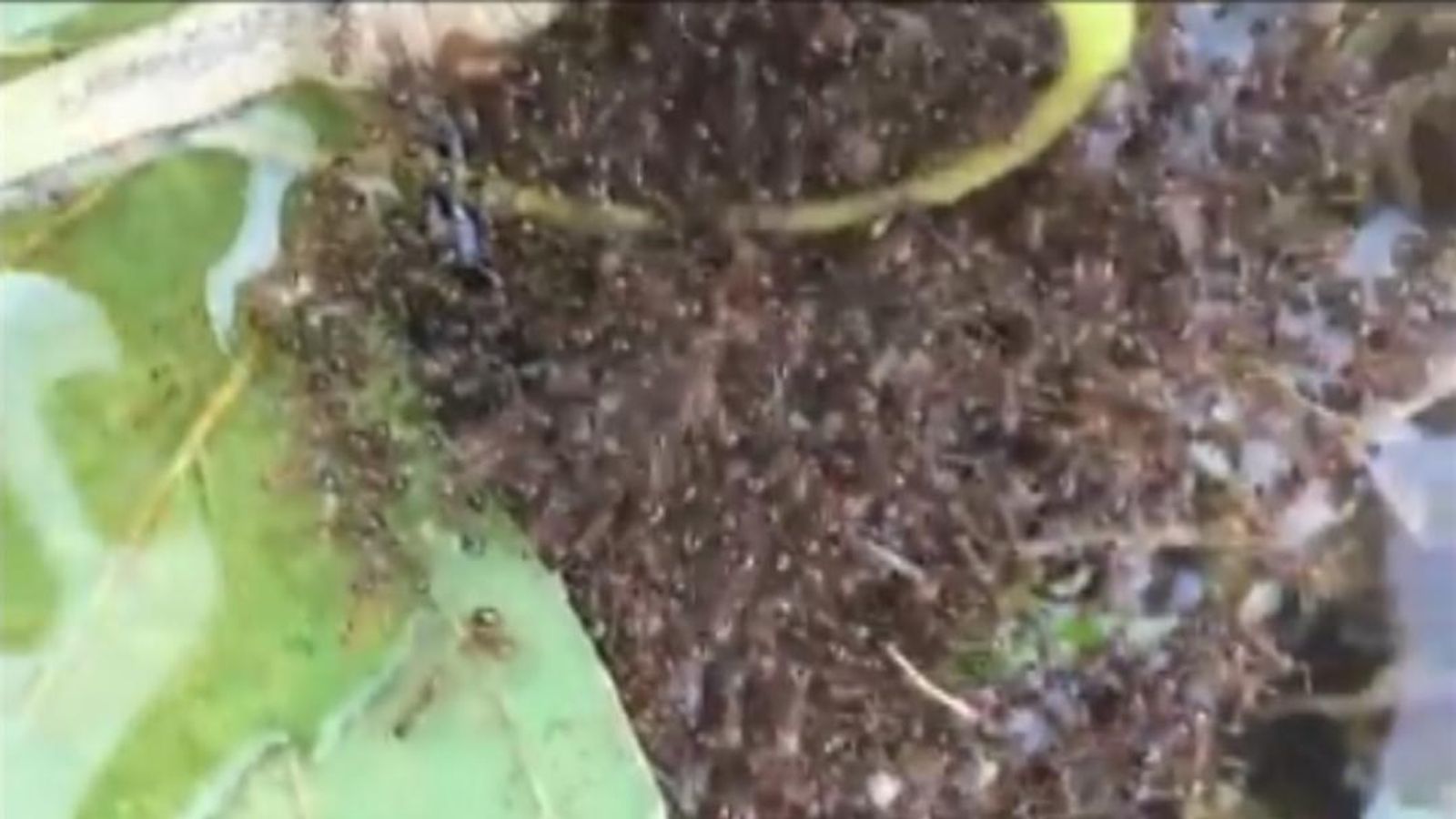 Florence flooding sparks fire ants warning in North Carolina US News