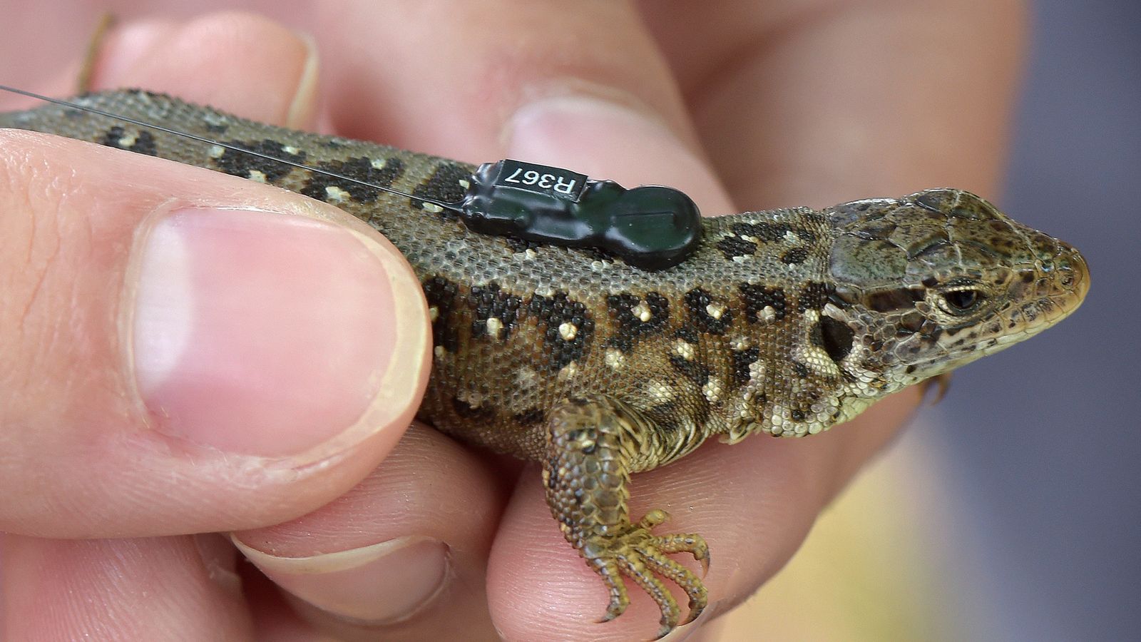 britain-s-rarest-lizard-to-be-tracked-in-the-wild-by-radio-tags