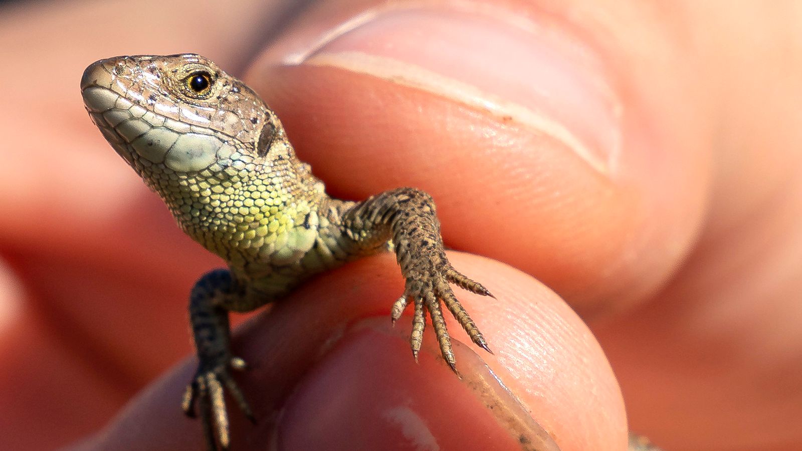 Britains Rarest Lizard To Be Tracked In The Wild By Radio Tags