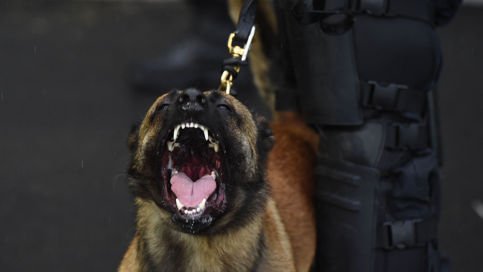 Elderly woman 'died after attack by police dog' | UK News | Sky News