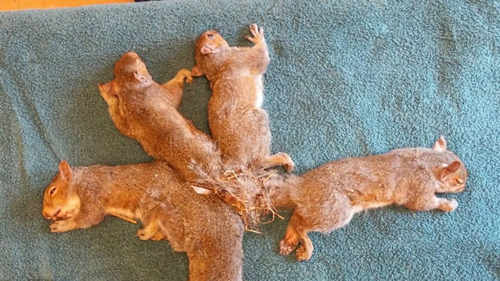 Five squirrels separated after tails got entangled in 'Gordian Knot'