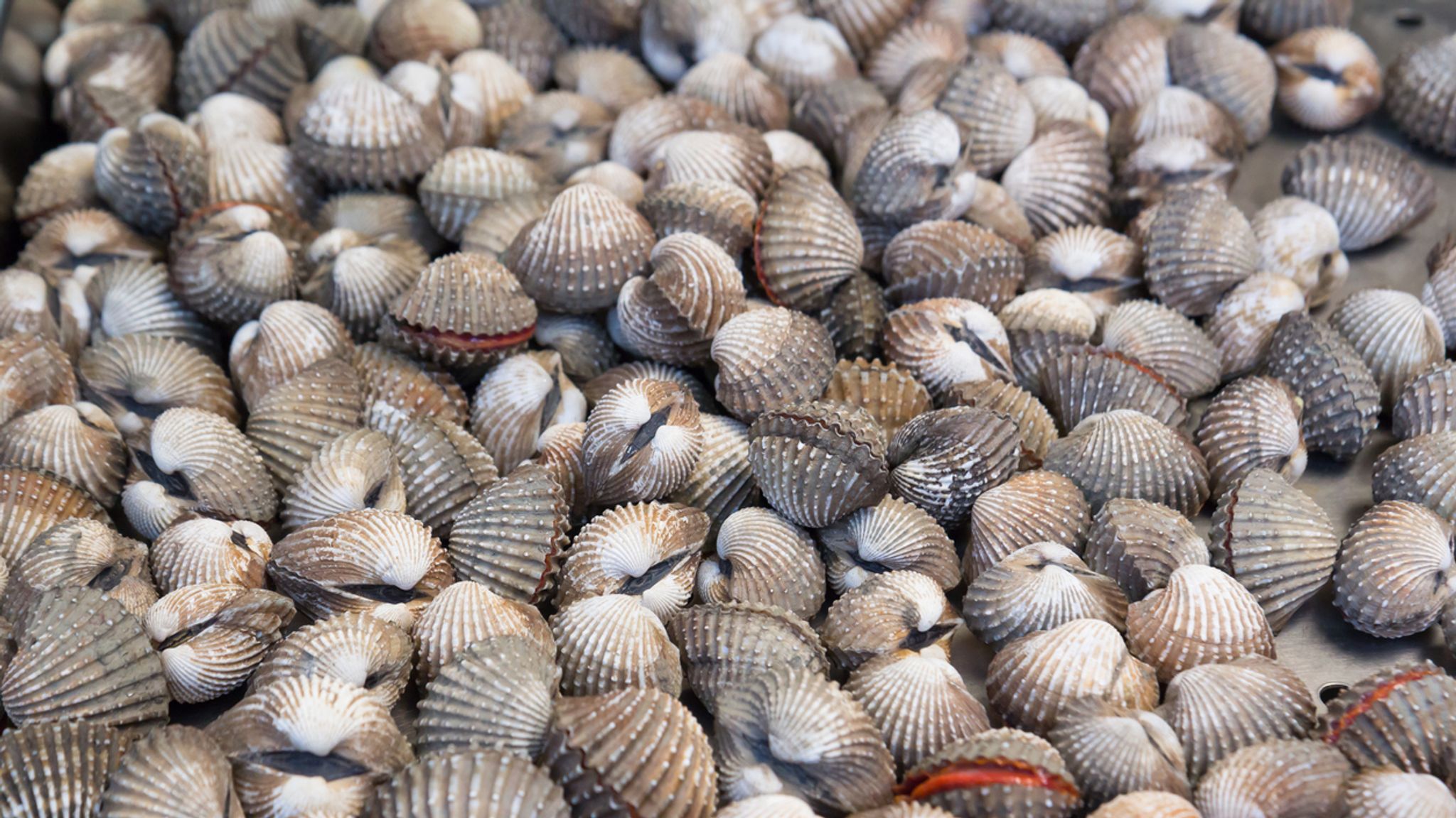 'Cocklechemo' breakthrough could hold answer to curing cancer UK