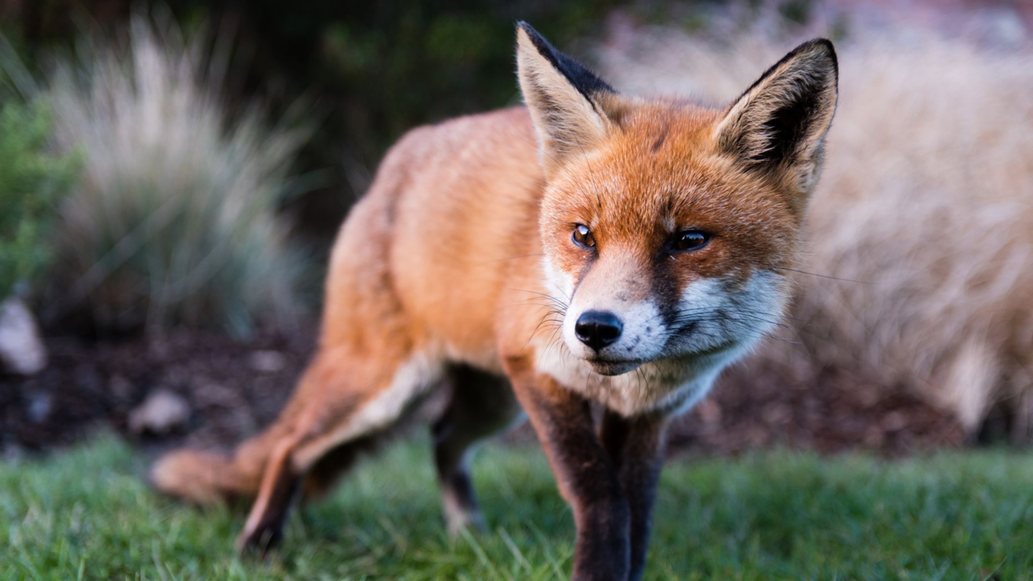 RSPCA investigating after prominent barrister boasts of killing fox ...
