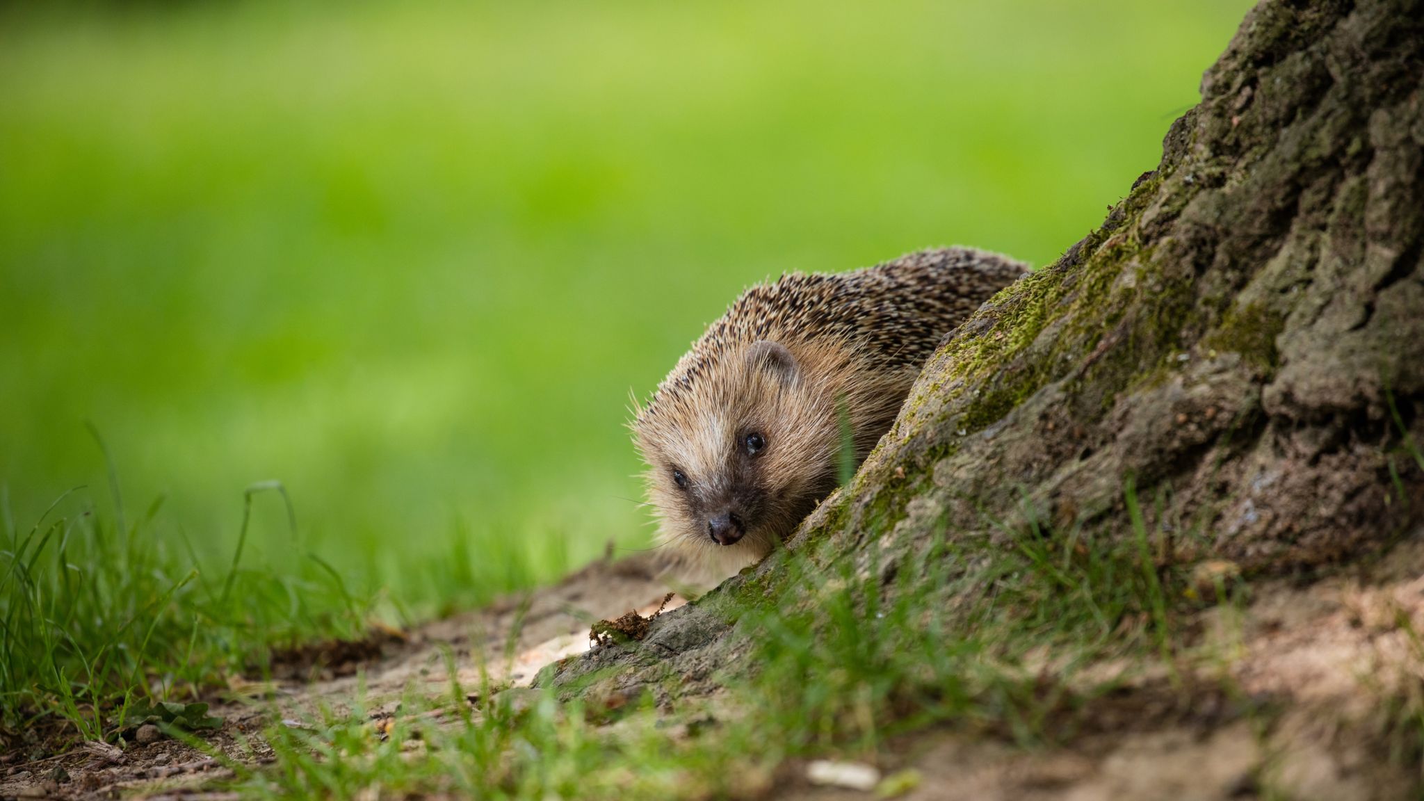 Conservationists Warn Uk Faces Ecological Apocalypse As Native Species Go Extinct Uk News 1692