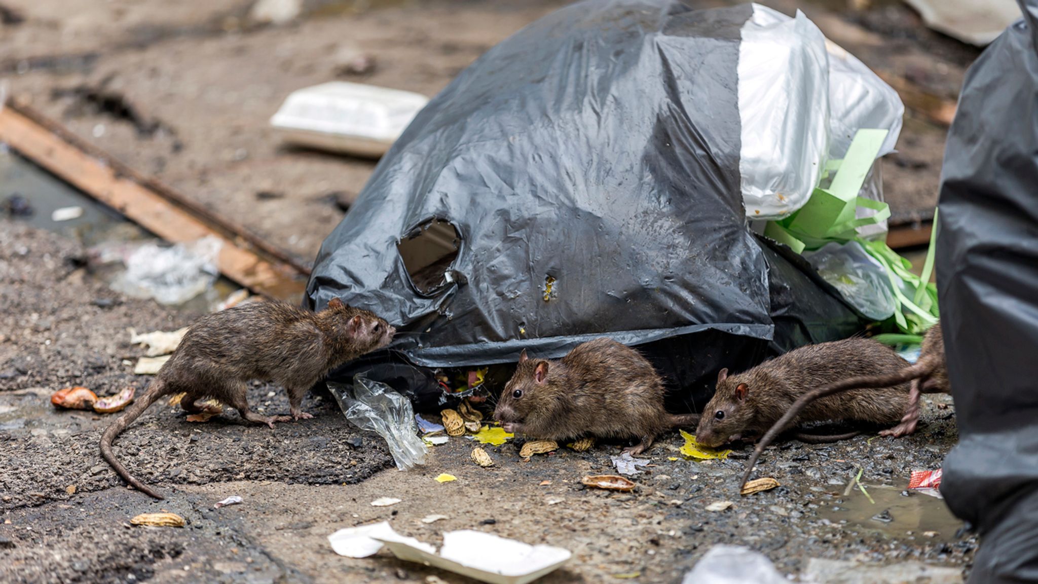 World's First Human Case Of Rat Disease Discovered In Hong Kong | World ...