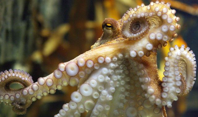 Octopuses On Ecstasy - Scientists Find The Drug Makes Them Friendlier and Sociable