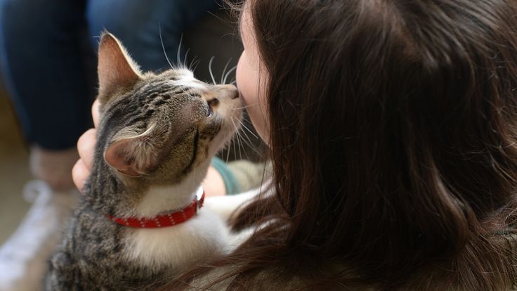 A visitor pets a cat at the pop-up 'Cat cafe', a cafe where patrons can interact and adopt cats, in New York, April 25, 2014