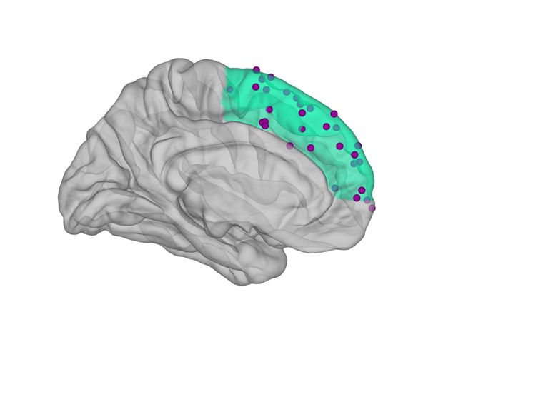 Graphical representation of the human brain. The medial prefrontal cortex is highlighted in green. It shows the places where brain activity was measured. Credit: Caspar M. Schwiedrzik
