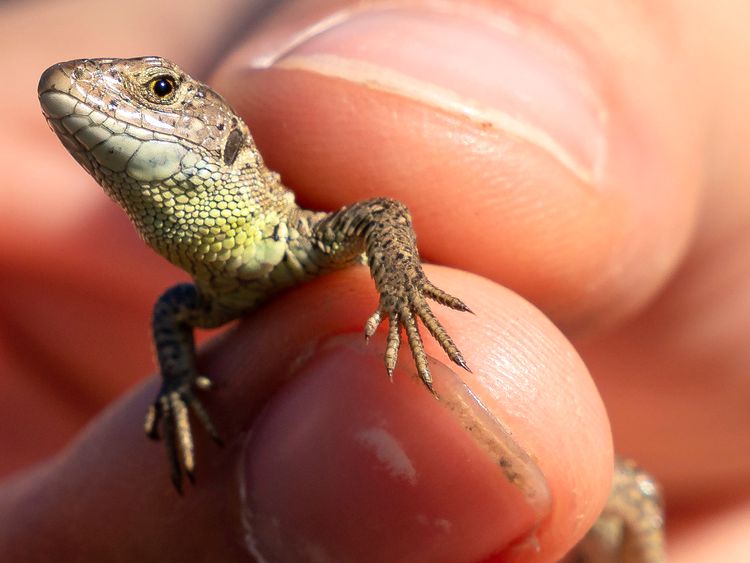 Sand lizards, usually found in Europe and Asia, have mostly disappeared from England and Wales