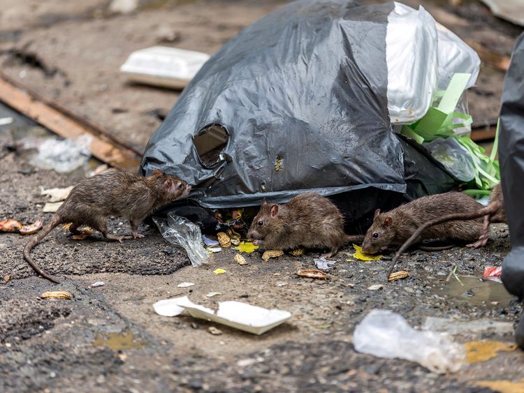 There were signs of rat infestation outside the patient's home.