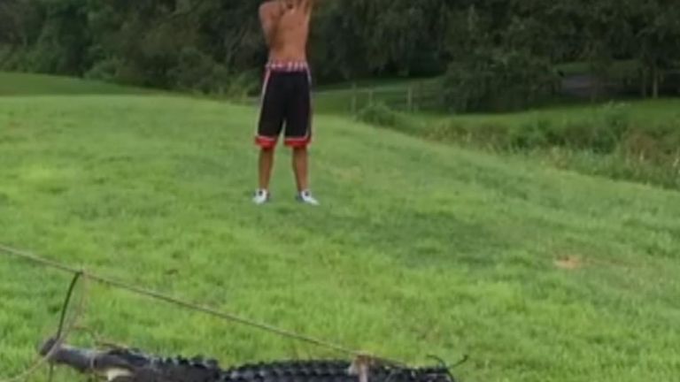 Alligator is apprehended after biting a man at a golf course