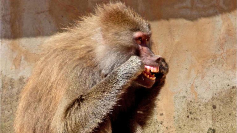baboons flossing with their own hair