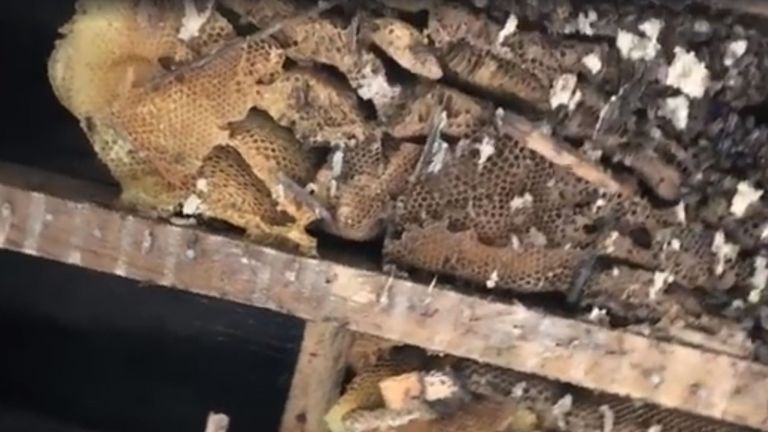 More than 60,000 bees were found living in a roof. Pic: The Tree Bee Society Facebook