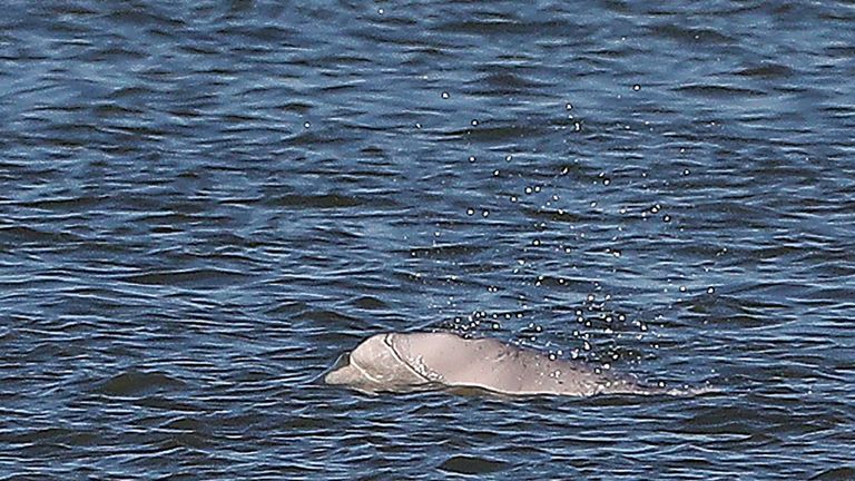 A beluga whale breaches in the River Thames close to Gravesend