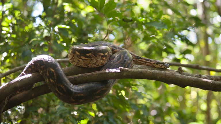 Six-foot boa constrictor 'on the loose' in Essex | Offbeat News | Sky News