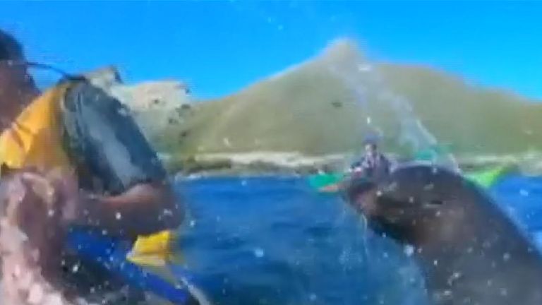 Canoeist is surprised by a seal wielding an octopus