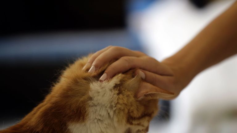 Michelle, a worker at Animals Lebanon NGO cat shelter, pets a cat at the shelter in Beirut on August 3, 2018. - International cat day is celebrated on August 8