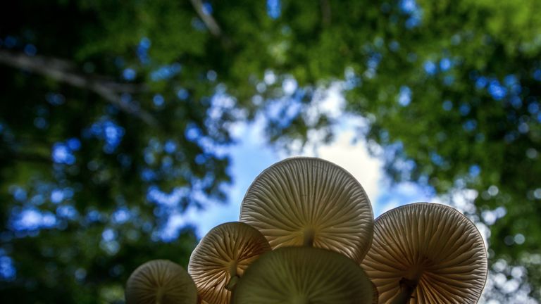 Around 2,000 fungi species are still be classified each year