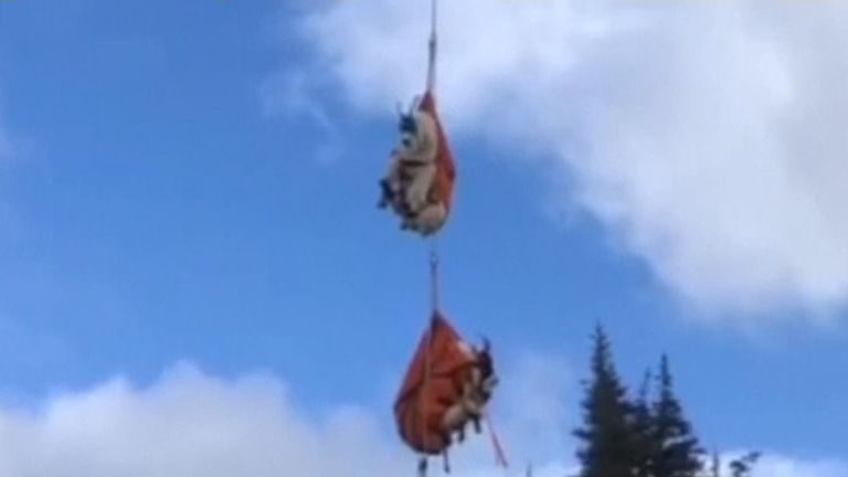 Hundreds of goats have been relocated by helicopter in Washington. 