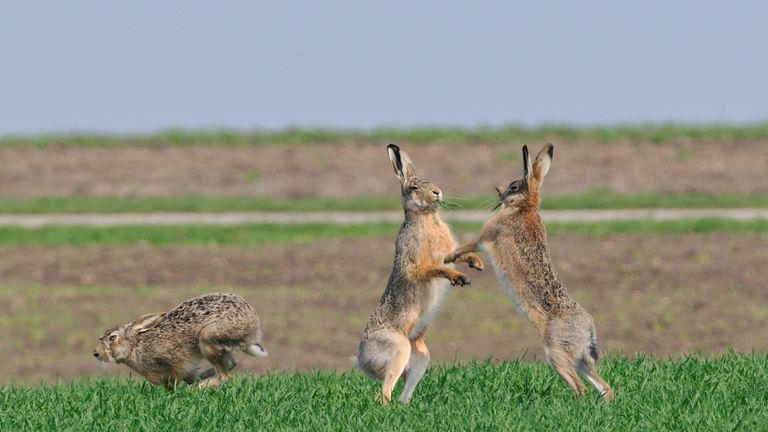 Hare numbers have also fallen across the country