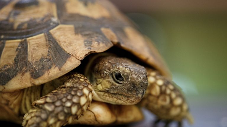 56 rare tortoises stolen from conservation park | World News | Sky News