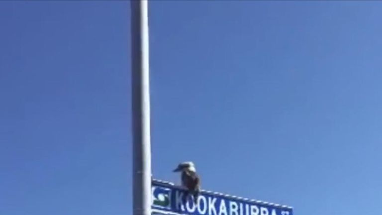 Kookaburra perches on Kookaburra Street sign