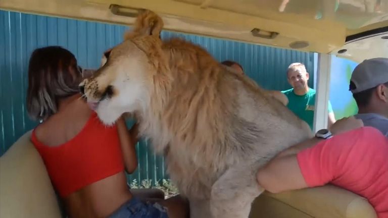 Watch as lion climbs all over safari tourists