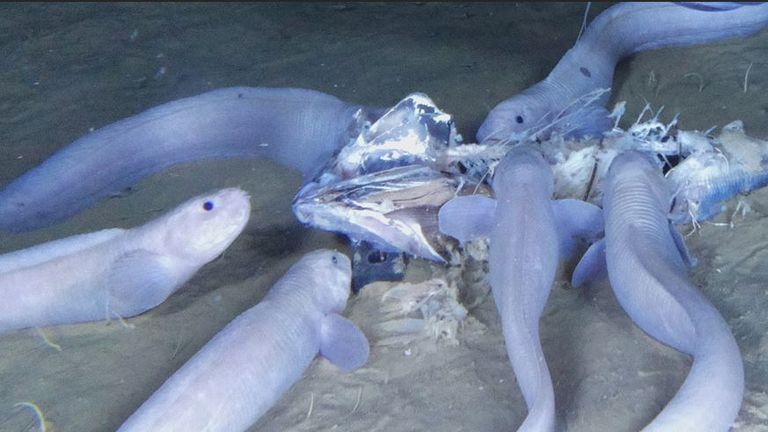 An expedition of the Pacific Ocean has uncovered three new species of Snailfish which live in one of the deepest places on earth