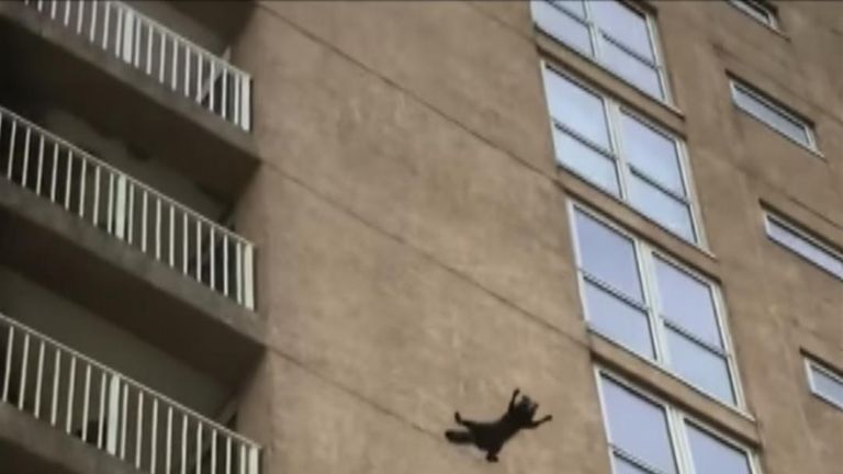 Raccoon jumps nine floors to the ground and flees.