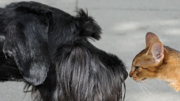 A Giant Schnauzer and a cat check each other out in the eastern German city of Leipzig on August 18, 2010