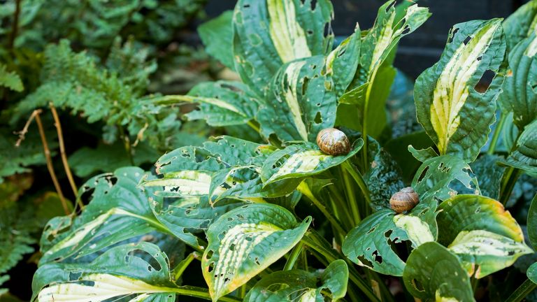 Slugs and snails are known to cause unsightly damage to crops