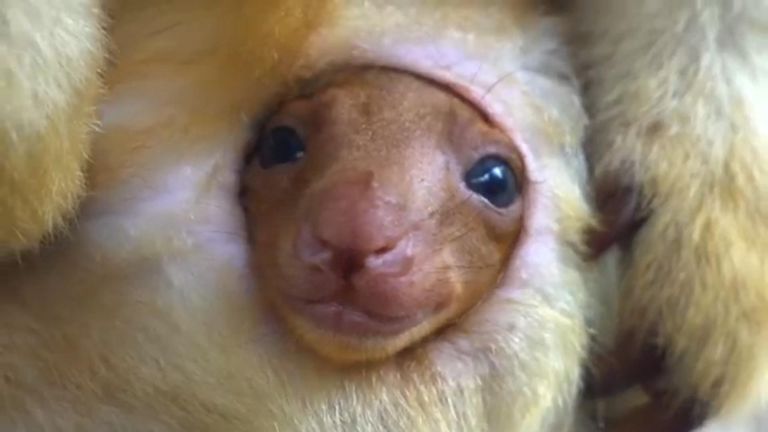 Tree kangaroo peeps out of mums pouch for the first time 