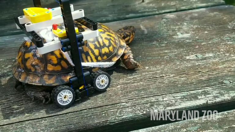 Injured turtle recovers in bespoke Lego wheelchair