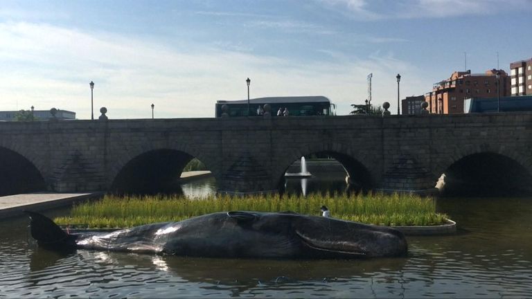 Washed up whale found in river bank in Madrid, Spain.