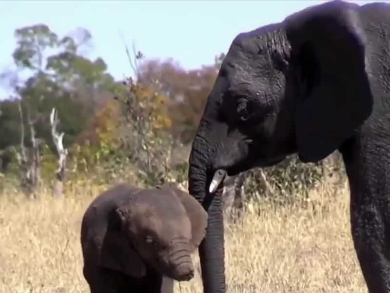 An Elephant Calf Can't Control Its Trunk For The First Year. Here's Proof